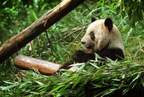 国宝大熊猫动态图片素材