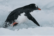 企鹅在寒冷的雪地里慢慢的走路GIF动态图