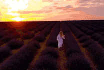 穿着白裙子的女孩在薰衣草庄园朝着太阳奔跑GIF动态图