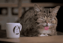 淘气的猫猫的张着嘴伸着舌头睡觉GIF动态图