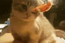 超萌小猫咪盯着鱼缸里的鱼gif图片