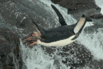 企鹅戏水gif图片