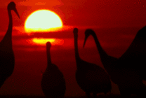 夕阳丹顶鹤gif图片