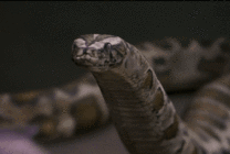 一条超级大蟒蛇gif图片