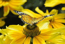 菊花上的蝴蝶挥动着翅膀gif图片