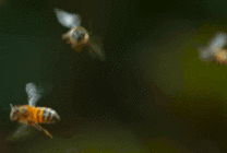 飞舞的小蜜蜂gif图片