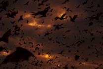 黄昏下的蝙蝠gif图片