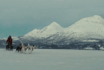一群狗狗在雪地里面拉雪橇gif图片
