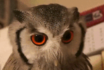 生气的猫头鹰GIF图片
