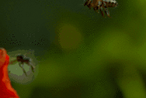 被露水打落的蜜蜂GIF图片