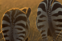 草原上行走的斑马GIF图片