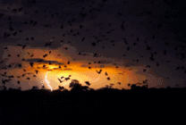 电闪雷鸣的黑夜GIF图片