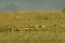 草原上的小狐狸GIF图片