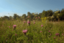 蒲公英花朵上的蜜蜂GIF图片