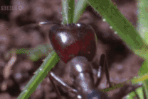 蚂蚁咬螳螂GIF图片