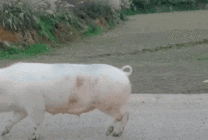 公路上行走的白猪GIF图片