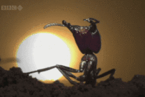 夕阳下的一只蚂蚁GIF图片