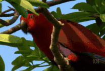 树枝上的鹦鹉GIF图片