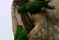鹦鹉叨家GIF图片