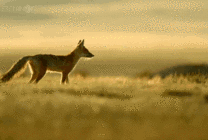 草原上孤独的小狼崽GIF图片