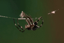 蜘蛛吐丝织网gif图片