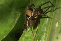绿叶上的黑蜘蛛gif图片