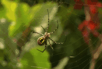 蜘蛛小心翼翼的织网gif图片