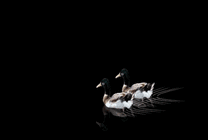 黑夜中在水里的鸳鸯gif图片