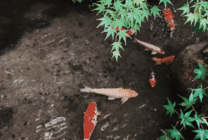 清澈的小溪里面几条小金鱼gif图片