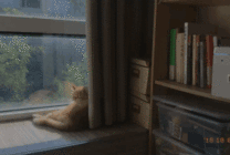 忧伤的猫猫卧在窗边看风景gif图片