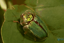 甲壳虫吃叶子gif图片