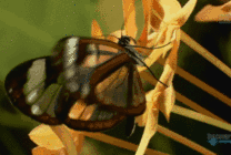 翅膀透明的蝴蝶gif图片