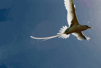 空中翱翔的白鸽gif图片
