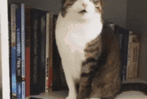书架上调皮的猫猫gif图片