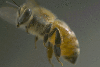 一只小蜜蜂gif图片