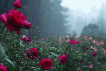 风雨中的玫瑰花gif图片