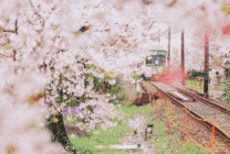 火车开过樱花小镇gif图片