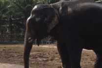大象洗澡GIF图片