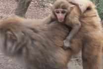 小猴子趴在母亲的背上GIF图片
