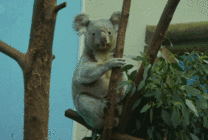 躲在树枝上的树袋熊GIF图片
