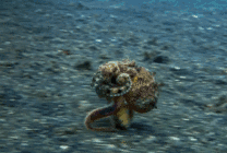 鱿鱼快速的奔跑GIF图片