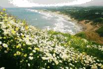 海边开满了鲜花GIF图片