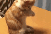 可爱的小猫咪鼓掌GIF图片