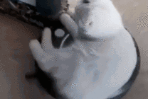 一只小白猫坐在扫地机上GIF图片