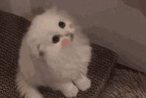 一只红脸蛋的小猫咪GIF图片