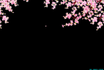随风飘落的鲜花GIF图片
