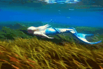 在海底游泳的美人鱼GIF图片