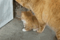 小猫咪开门搞笑GIF图片