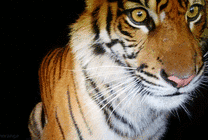 一只凶猛的老虎眼睛彤彤有神GIF图片