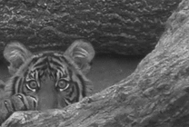 躲在石头后面的老虎GIF图片